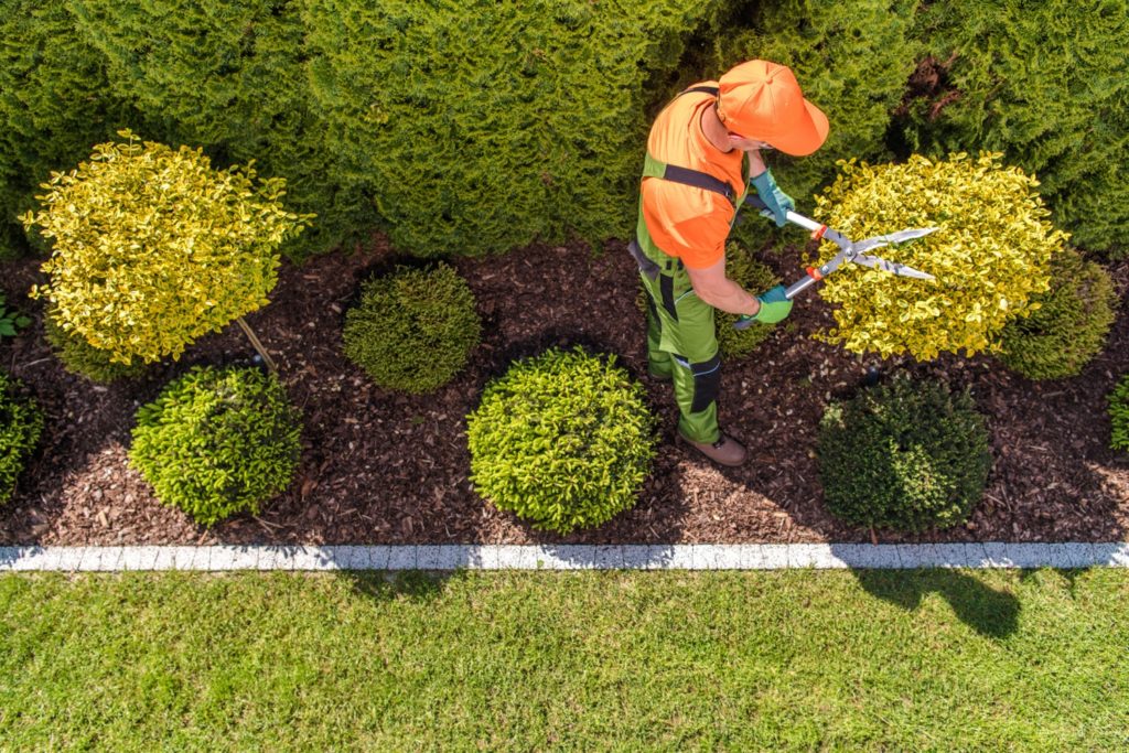 Image of Shrub Trimming