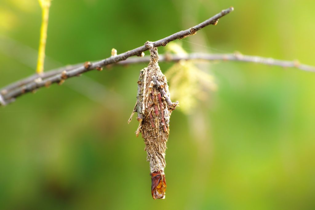 Image of Bagworm