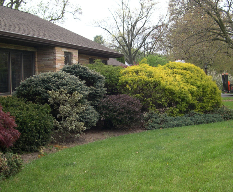House with overgrown shrubs that need to be removed