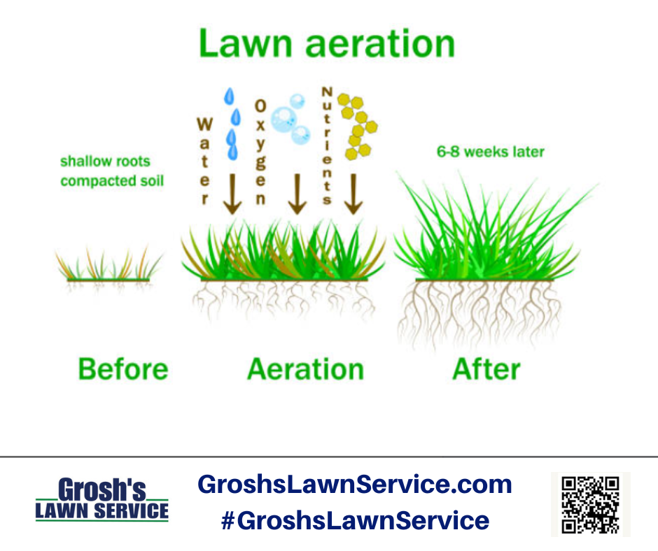 5. Early Fall: The Best Time for Core Aeration and Overseeding 🍂
Many experts consider this the single most beneficial service you can provide for a Fescue lawn in Western Maryland. It is the core of successful recovery from summer stress.
Core Aeration: We remove plugs of soil, relieving compaction common in our clay soils. This allows water, air, and crucial nutrients to finally reach the root zone. 💧
Overseeding: Aeration creates the perfect seedbed. We use high-quality, professional Tall Fescue seed blends specifically chosen for Williamsport’s climate, filling in thin spots and introducing newer, more drought-resistant grass varieties.