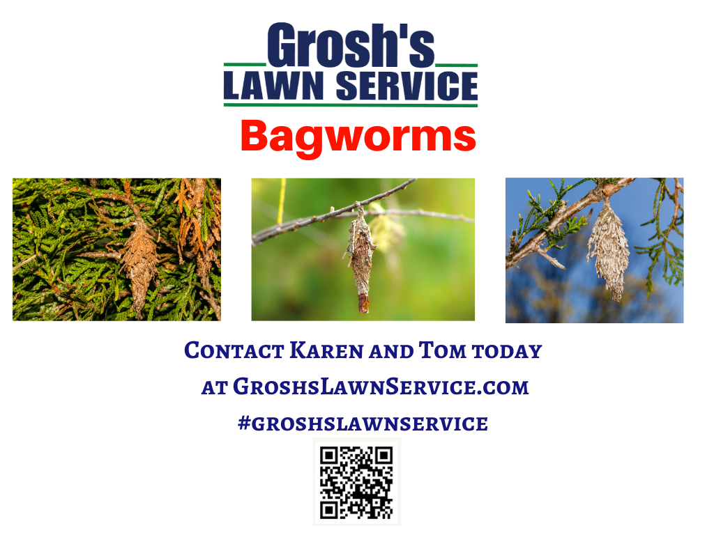 Close-up of spindle-shaped bagworm cocoons hanging from an evergreen branch in a Boonsboro, Maryland garden needing professional removal.