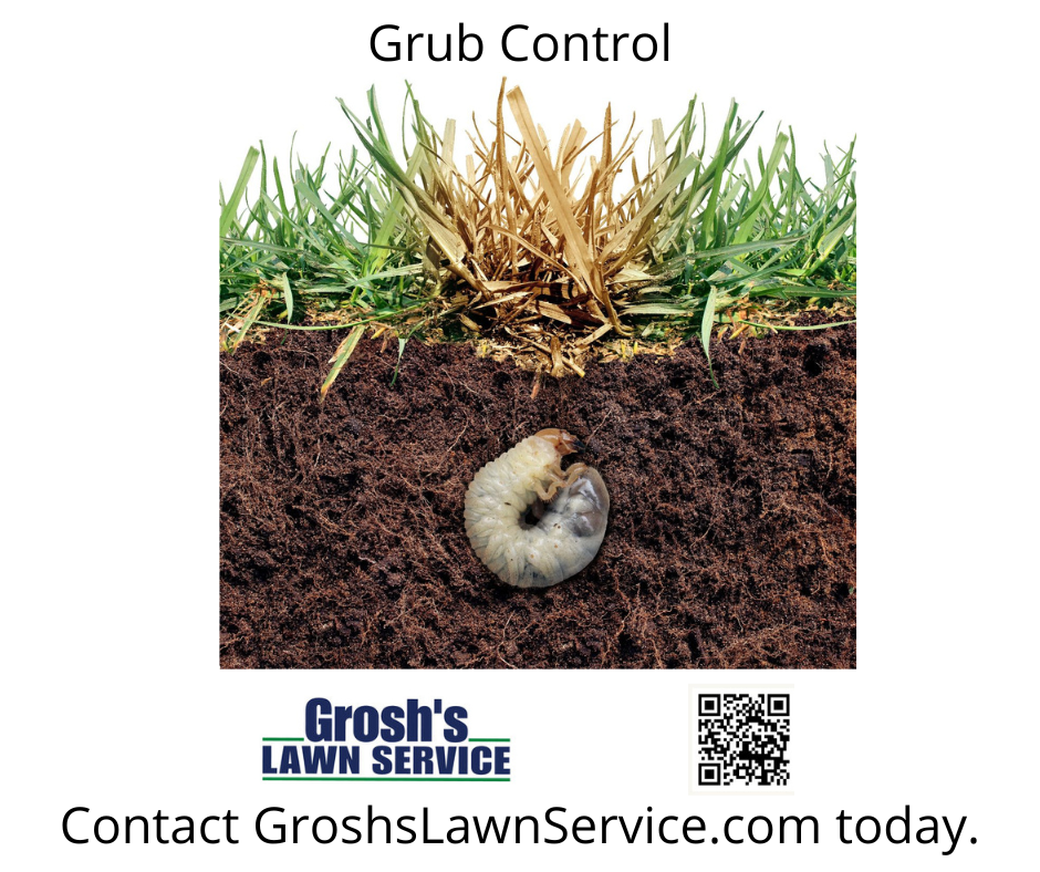 To start our Grub Control Hagerstown Maryland Guide, we must first understand the enemy. In the Hagerstown area, the primary culprits are the larvae of Japanese Beetles and Northern Masked Chafers. These pests begin their life cycle in the soil, hatching from eggs laid during the summer months. As they grow, they develop a voracious appetite for the tender roots of your grass. Without a strong root system, your lawn cannot absorb the water and nutrients it needs to survive the summer heat or the winter frost. 🧐