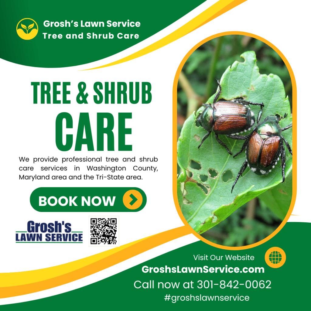 Caring for Your Crape Myrtles
Crape myrtles are a staple in many landscapes, but they are also a favorite dining spot for adult beetles. The damage begins as small, irregular holes in the leaves and quickly progresses to complete skeletonization. Our strategy for Japanese Beetles Damage Prevention on crape myrtles involves monitoring the early-season growth. By protecting the foliage during the initial stages of beetle activity, we can prevent the pests from gaining a foothold. A healthy, well-nourished crape myrtle is much more resilient to pest-induced stress, and our professional treatment programs ensure your shrubs have the systemic support they need to resist damage.