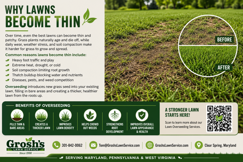 Why Lawns Become Thin infographic from Grosh's Lawn Service showing common causes of thinning grass, including soil compaction, weather stress, heavy foot traffic, and thatch buildup, while explaining how professional lawn overseeding helps restore a thicker, healthier lawn in Maryland, Pennsylvania, and West Virginia.